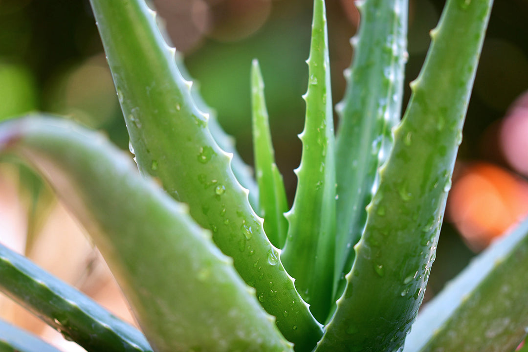 Aloe Vera Hautpflege
